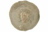 Fossil Crab (Macroacaena) Nodule Pos/Neg - Washington #189426-2
